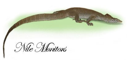Nile monitors (link)