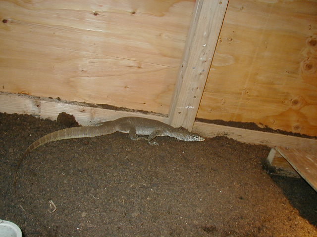 Nile monitor full body shot