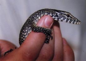 Nile hatchling