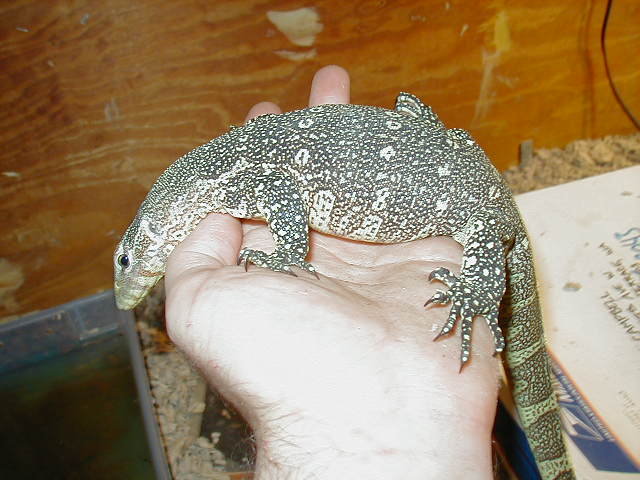 ornate monitor full body shot