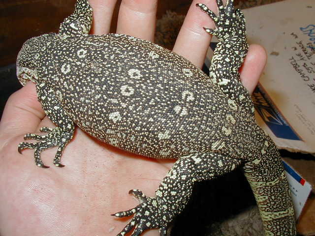 ornate monitor back