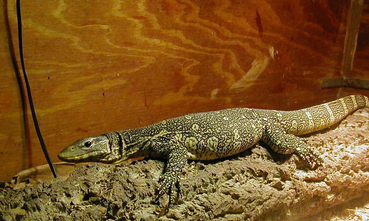 ornate monitor full body shot