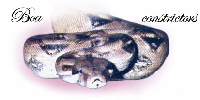 Boa constrictors (link)