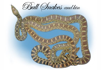 Bull snakes and kin (link)
