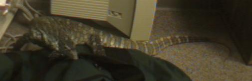"monitor" lizard