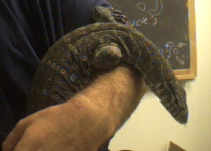 Nile monitor adult