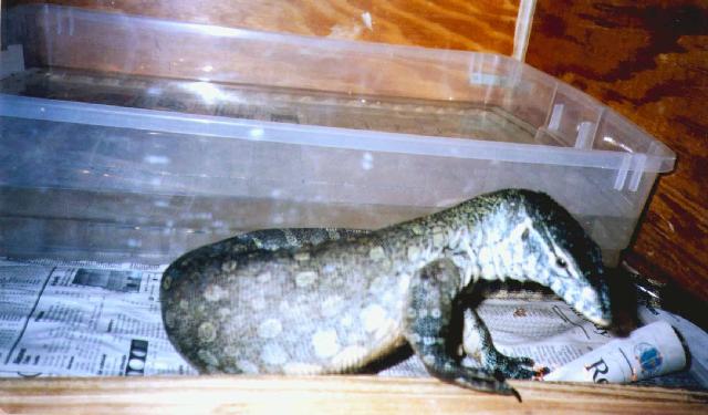 Nile monitor body