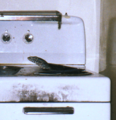 Cleo's head poking out of a stove burner