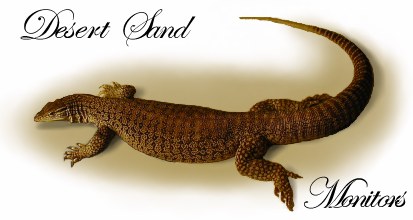 Desert sand monitors (link)