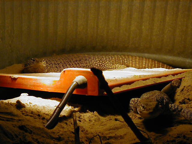 Pair of captive desert sand monitors