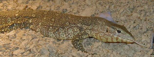 ornate monitor tongue