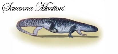 Savanna monitors (link)
