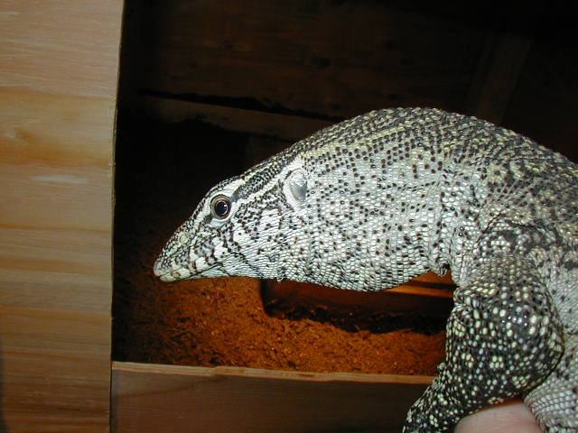 closeup showing distended gular pouch