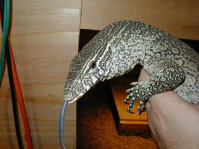 Nile monitor head
