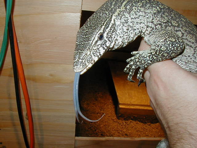 Nile monitor tongue