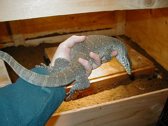 Nile monitor back