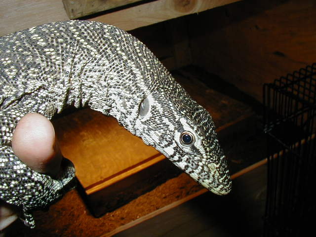 retracted gular pouch